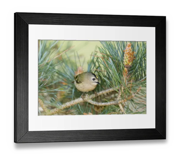 Framed Print : Goldcrest Regulus regulus Suffolk April Framed Print : Goldcrest Regulus regulus Suffolk April