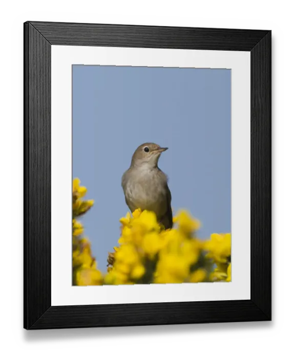Framed Print : Nightingale Luscinia megarhynchos Suffolk April Framed Print : Nightingale Luscinia megarhynchos Suffolk April