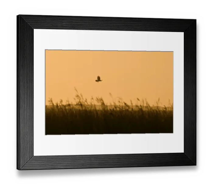 Framed Print : Marsh Harrier Circus aeruginosus over reedbed at dawn Cley Norfolk April Framed Print : Marsh Harrier Circus aeruginosus over reedbed at dawn Cley Norfolk April