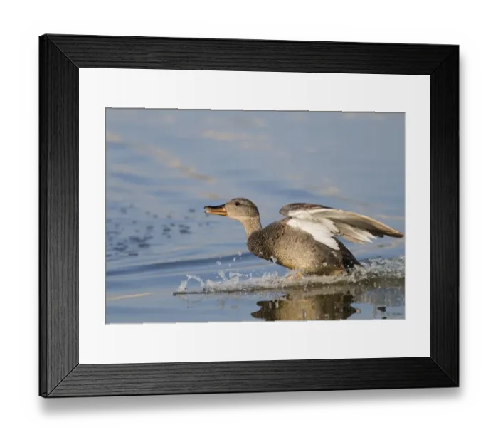 Framed Print : Gadwall Anas strepera male landing Minsmere Suffolk April