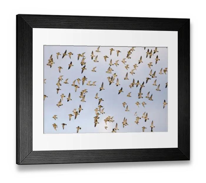 Framed Print : Golden Plover Pluvialis apricaria flock over Cley Marshes North Norfolk winter Framed Print : Golden Plover Pluvialis apricaria flock over Cley Marshes North Norfolk winter