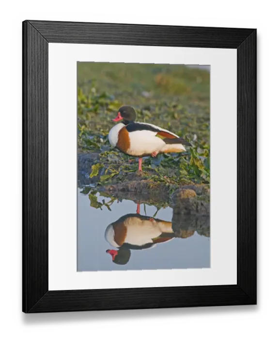 Framed Print : Shelduck Tadorna tadorna female Cley Norfolk April Framed Print : Shelduck Tadorna tadorna female Cley Norfolk April