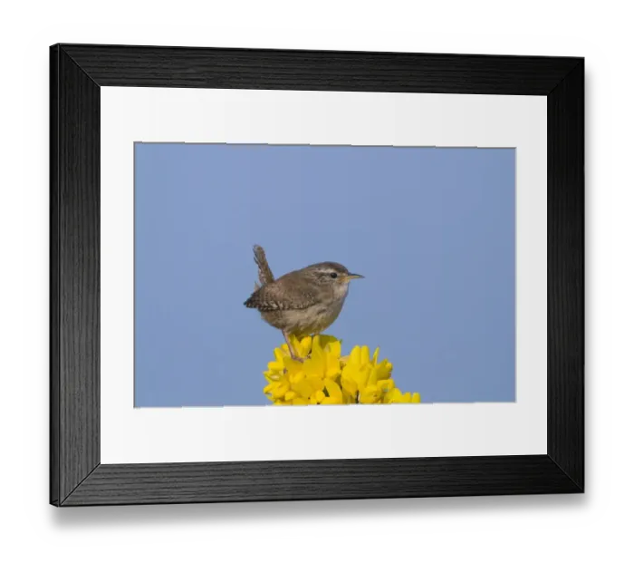 Framed Print : Wren Troglodytes troglodytes Norfolk April Framed Print : Wren Troglodytes troglodytes Norfolk April