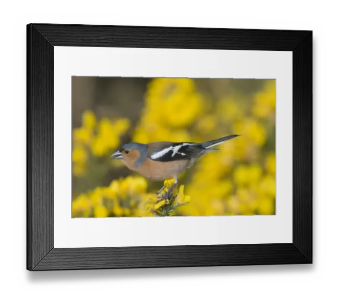 Framed Print : Chaffinch Fringilla coelebs male Norfolk April Framed Print : Chaffinch Fringilla coelebs male Norfolk April