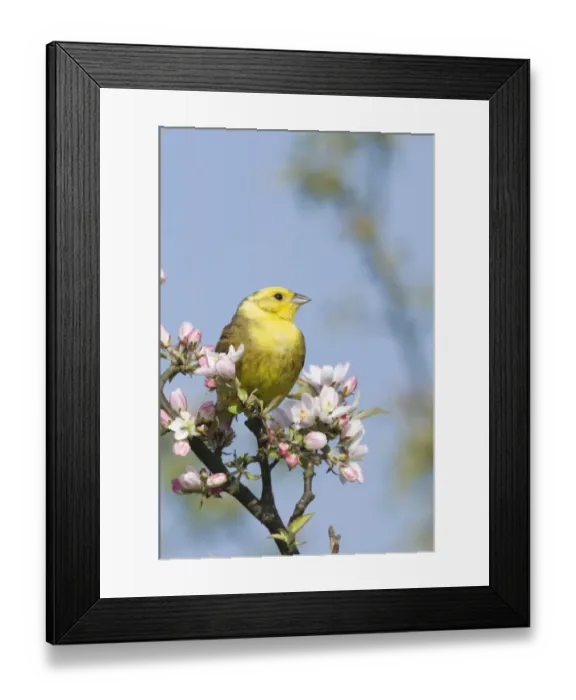 Framed Print : Yellowhammer Emberiza citrinella male Norfolk April Framed Print : Yellowhammer Emberiza citrinella male Norfolk April