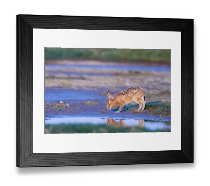 Framed Print : Brown Hare lepus capensis coming to drink Salthouse Norfolk April Framed Print : Brown Hare lepus capensis coming to drink Salthouse Norfolk April