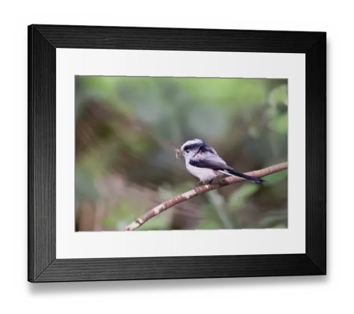 Framed Print : Long-tailed Tit Aegithalos caudatus with food for nest Norfolk April