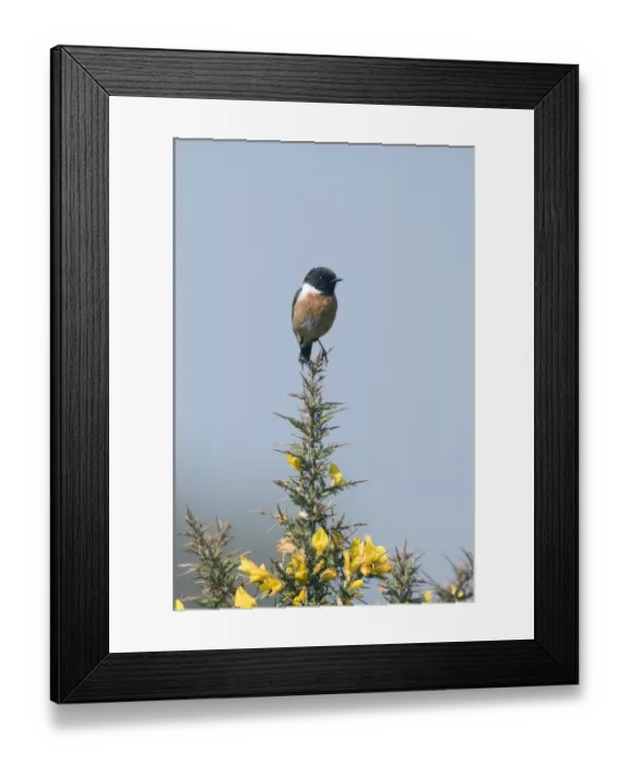 Framed Print : Stonechat Saxicola torquata male on Kelling Heath Norfolk April Framed Print : Stonechat Saxicola torquata male on Kelling Heath Norfolk April