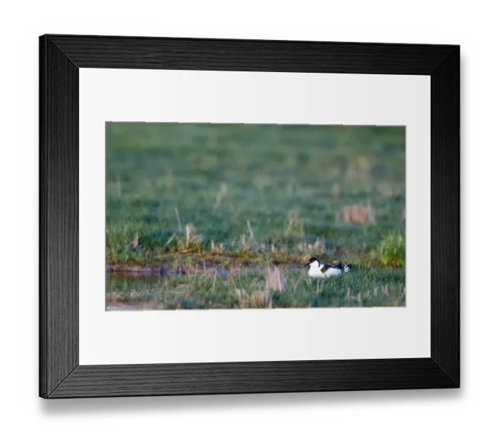 Framed Print : Avocet recurvirostra avocetta on nest salthouse Norfolk April Framed Print : Avocet recurvirostra avocetta on nest salthouse Norfolk April