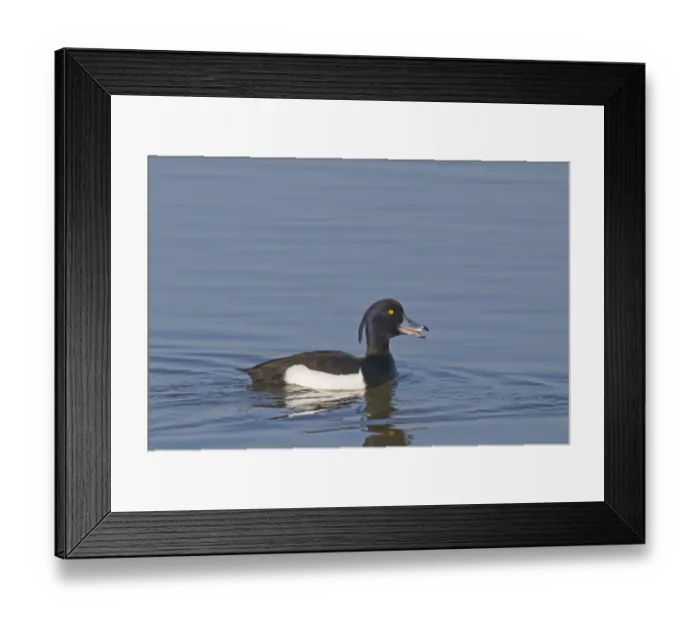 Framed Print : Tufted Duck Aythya fuligula male quacking Minsmere Suffolk April Framed Print : Tufted Duck Aythya fuligula male quacking Minsmere Suffolk April