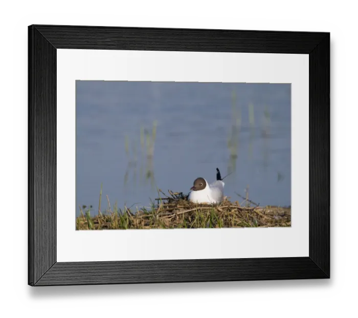 Framed Print : Black-headed Gull Larus ridibundus on nest on scrape at Minsmere RSPB Reserve Suffolk May Framed Print : Black-headed Gull Larus ridibundus on nest on scrape at Minsmere RSPB Reserve Suffolk May