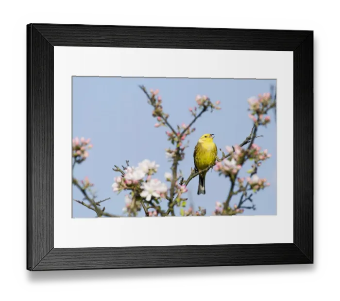 Framed Print : Yellowhammer Emberiza citrinella in song Norfolk April Framed Print : Yellowhammer Emberiza citrinella in song Norfolk April
