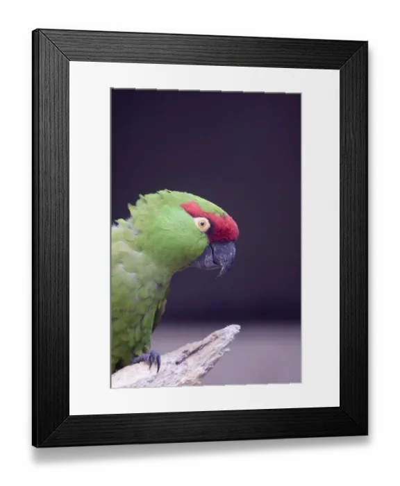 Framed Print : Thick-billed Parrot Rhyncopsitta pachyrhyncha Mexico Framed Print : Thick-billed Parrot Rhyncopsitta pachyrhyncha Mexico