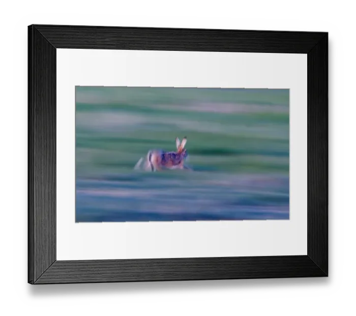Framed Print : Brown Hare lepus capensis running across grazing marsh Norfolk April Framed Print : Brown Hare lepus capensis running across grazing marsh Norfolk April