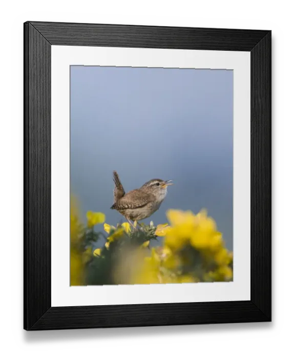 Framed Print : Wren Troglodytes troglodytes in song Norfolk April Framed Print : Wren Troglodytes troglodytes in song Norfolk April