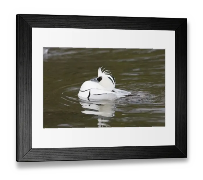Framed Print : Smew Mergellus albellus male displaying in spring Finland Framed Print : Smew Mergellus albellus male displaying in spring Finland