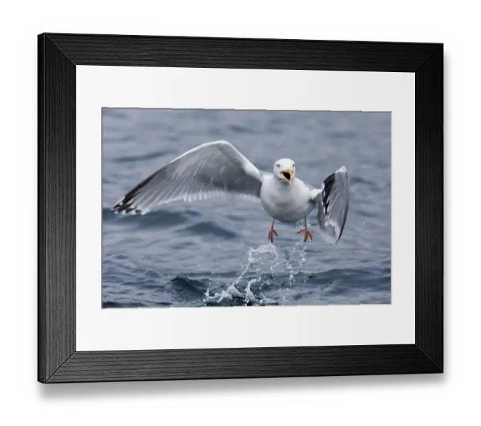 Framed Print : Herring Gull Larus argentatus Norway July Framed Print : Herring Gull Larus argentatus Norway July