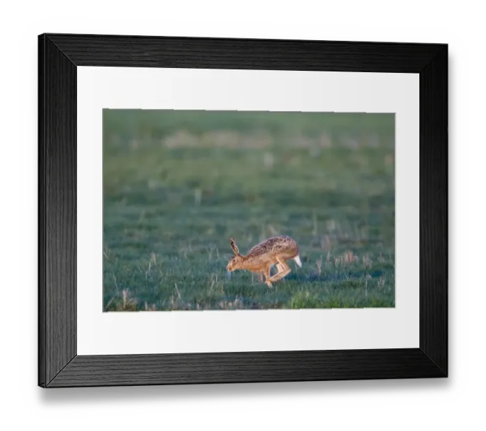 Framed Print : Brown Hare lepus capensis running across grazing marsh Norfolk April Framed Print : Brown Hare lepus capensis running across grazing marsh Norfolk April