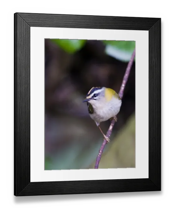 Framed Print : Firecrest Regulus ignicapillus Norfolk April Framed Print : Firecrest Regulus ignicapillus Norfolk April