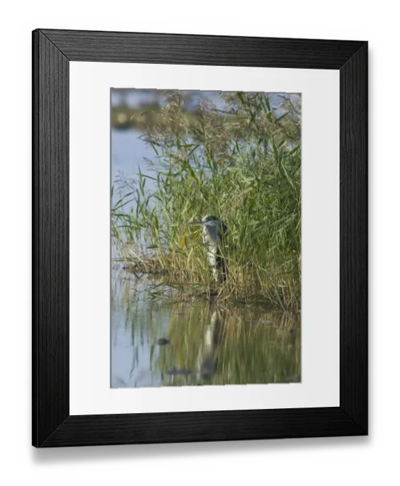 Framed Print : Grey Heron Ardea cinerea on edge of pool Norfolk August Framed Print : Grey Heron Ardea cinerea on edge of pool Norfolk August