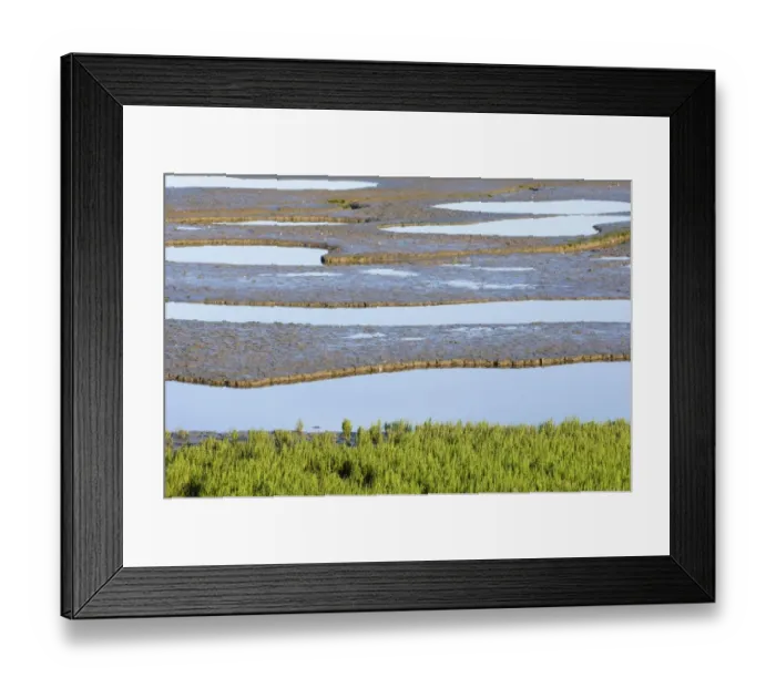 Framed Print : Samphire growing on the edge of the mudflats of the Wash at Snettisham RSPB Reserve Framed Print : Samphire growing on the edge of the mudflats of the Wash at Snettisham RSPB Reserve