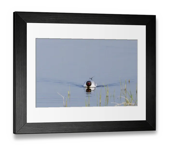 Framed Print : Black-headed Gull Larus ridibundus calling on scrape at Minsmere RSPB Reserve Suffolk May Framed Print : Black-headed Gull Larus ridibundus calling on scrape at Minsmere RSPB Reserve Suffolk May