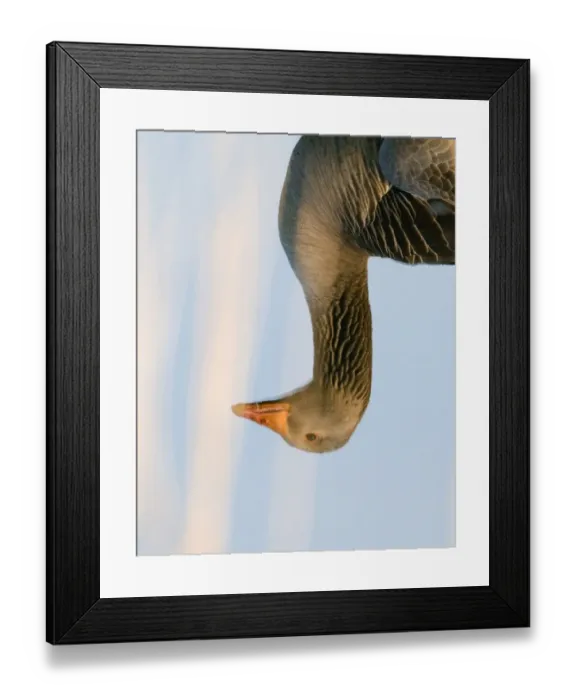 Framed Print : Reflection of Greylag Goose Anser anser Cley Norfolk April Framed Print : Reflection of Greylag Goose Anser anser Cley Norfolk April