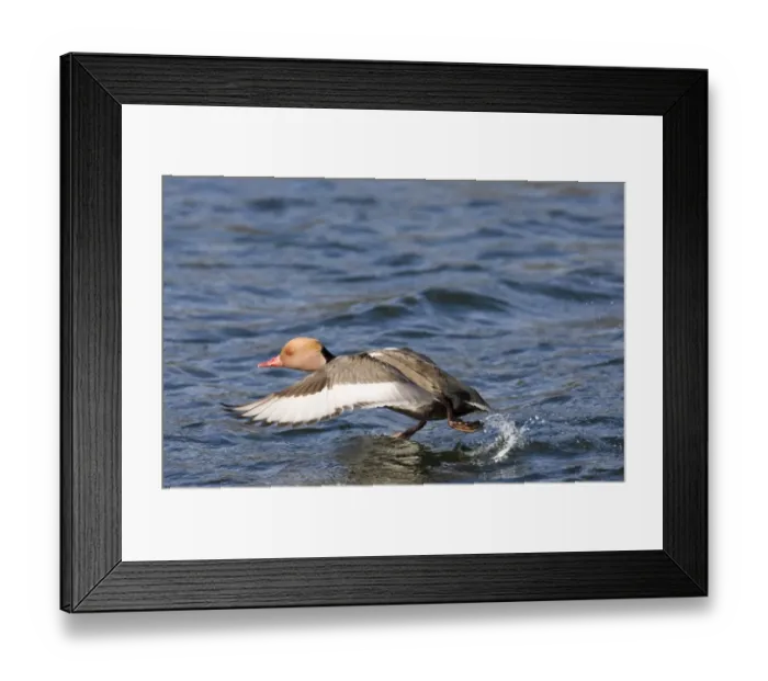 Framed Print : Rede-crested Pochard Netta rufina male taking off Norfolk March Framed Print : Rede-crested Pochard Netta rufina male taking off Norfolk March