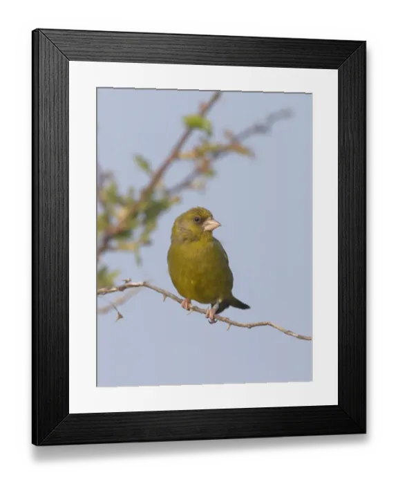 Framed Print : Greenfinch Carduelis chloris Norfolk April Framed Print : Greenfinch Carduelis chloris Norfolk April