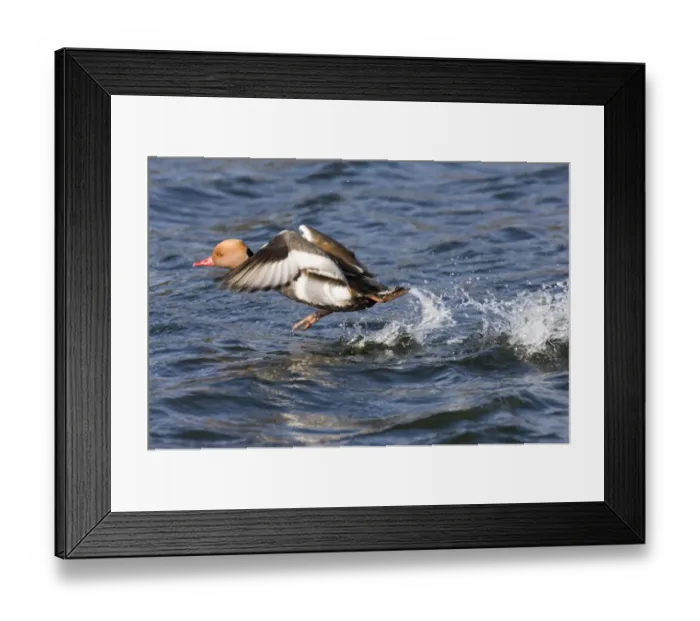 Framed Print : Red-crested Pochard Netta rufina male taking off Norfolk UK March Framed Print : Red-crested Pochard Netta rufina male taking off Norfolk UK March