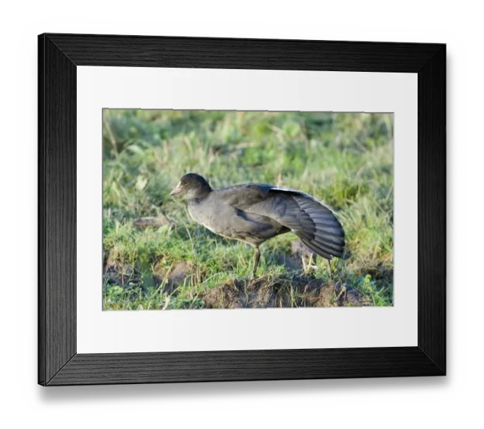 Framed Print : Coot Fulica atra juvenile Cley Norfolk Framed Print : Coot Fulica atra juvenile Cley Norfolk