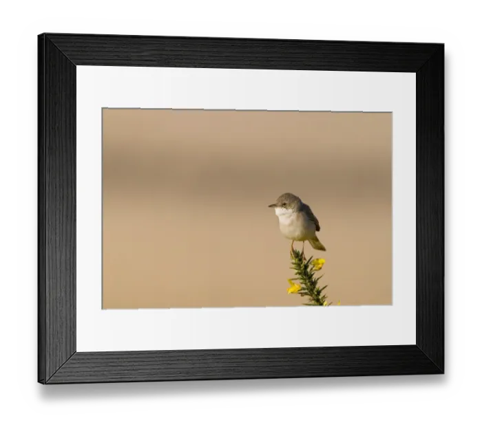 Framed Print : Whitethroat Sylvia communis Minsmere RSPB Reserve May Framed Print : Whitethroat Sylvia communis Minsmere RSPB Reserve May