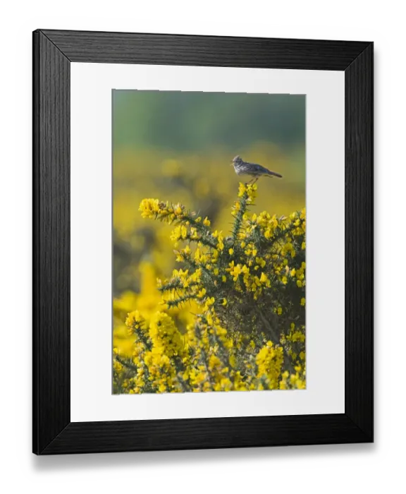 Framed Print : Skylark Alauda arvensis in song Norfolk April Framed Print : Skylark Alauda arvensis in song Norfolk April