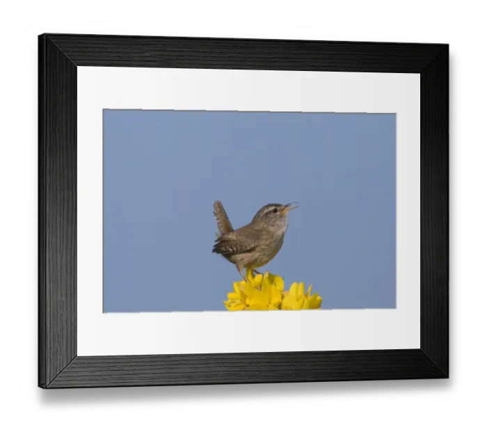 Framed Print : Wren Troglodytes troglodytes in song Norfolk April Framed Print : Wren Troglodytes troglodytes in song Norfolk April