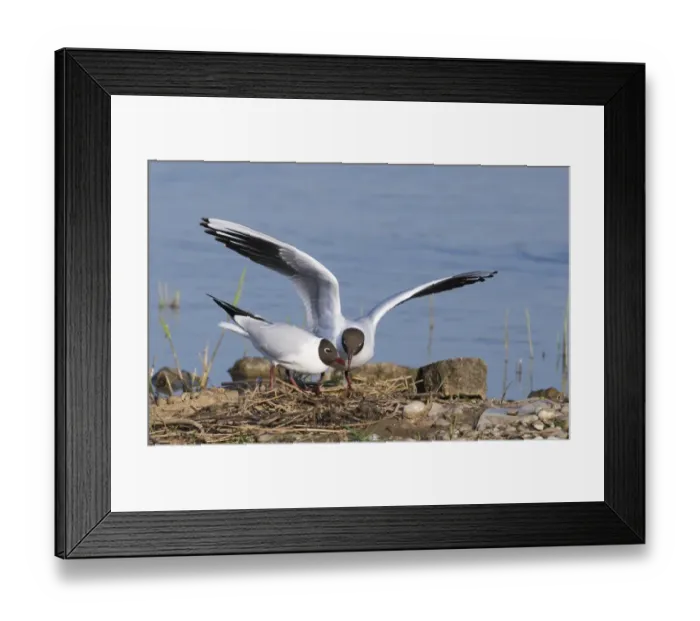 Framed Print : Black-headed Gull Larus ridibundus pair at nest on scrape at Minsmere RSPB Reserve Framed Print : Black-headed Gull Larus ridibundus pair at nest on scrape at Minsmere RSPB Reserve