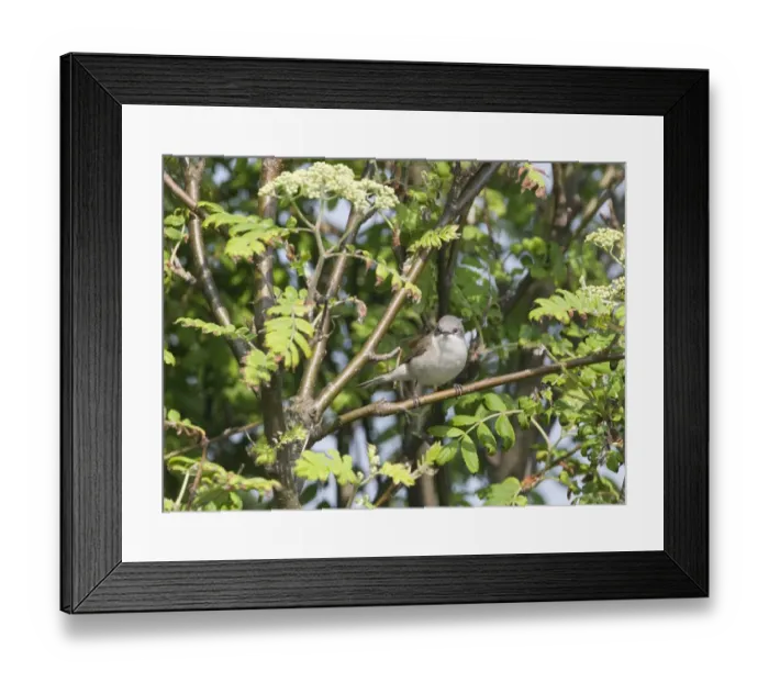 Framed Print : Lesser Whitethroat Sylvia curruca Suffolk April Framed Print : Lesser Whitethroat Sylvia curruca Suffolk April