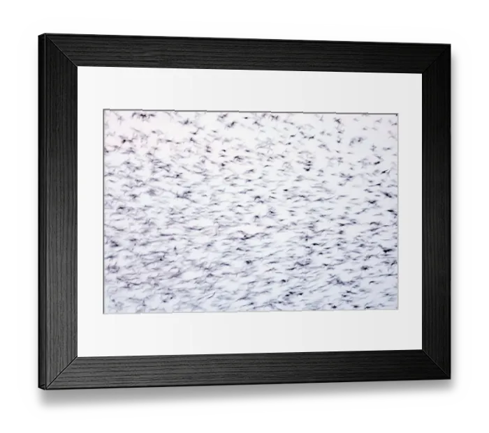 Framed Print : Statlings Sturnus vulgarus flock arriving at roost Cley Norfolk winter Framed Print : Statlings Sturnus vulgarus flock arriving at roost Cley Norfolk winter