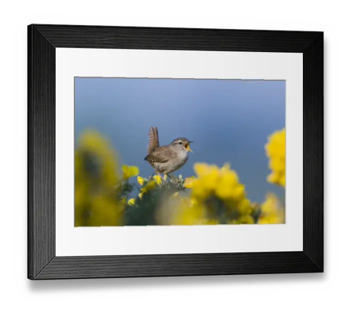 Framed Print : Wren Troglodytes troglodytes in song Norfolk April Framed Print : Wren Troglodytes troglodytes in song Norfolk April