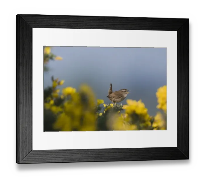 Framed Print : Wren Troglodytes troglodytes in song Norfolk April Framed Print : Wren Troglodytes troglodytes in song Norfolk April