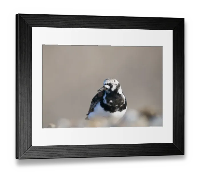 Framed Print : Turnstone Arenaria interpres breeding plumaged male Salthouse Norfolk April Framed Print : Turnstone Arenaria interpres breeding plumaged male Salthouse Norfolk April