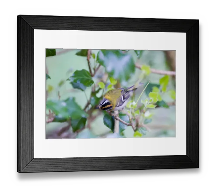 Framed Print : Firecrest Regulus ignicapillus Norfolk April Framed Print : Firecrest Regulus ignicapillus Norfolk April