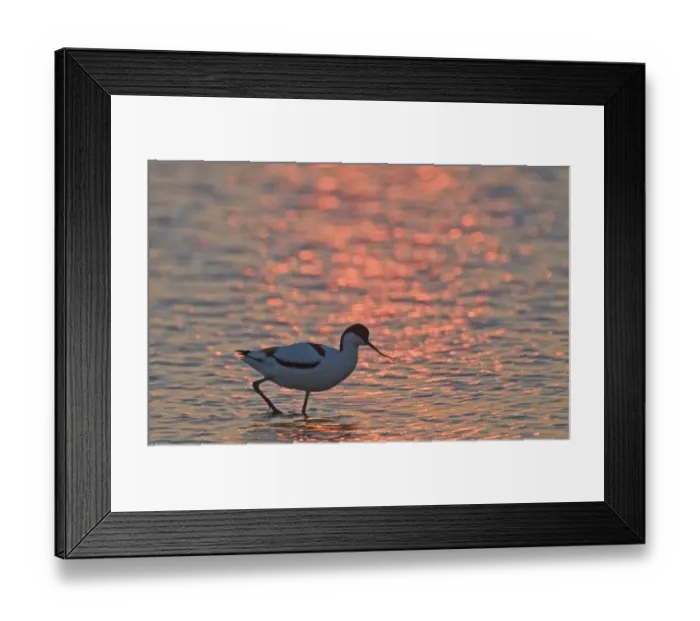 Framed Print : Avocet Recurvirostra avocetta at dawn Titchwell RSPB Reserve Norfolk April