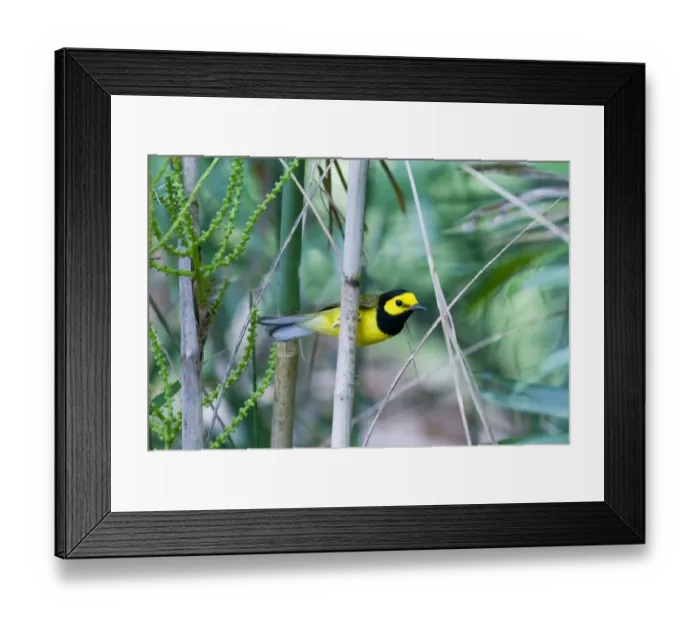 Framed Print : Hooded Warbler Wilsonia citrina male Peten Guatemala March Framed Print : Hooded Warbler Wilsonia citrina male Peten Guatemala March