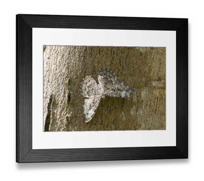 Framed Print : Glaucous Cracker H. glauconome Peten Guatemala Framed Print : Glaucous Cracker H. glauconome Peten Guatemala
