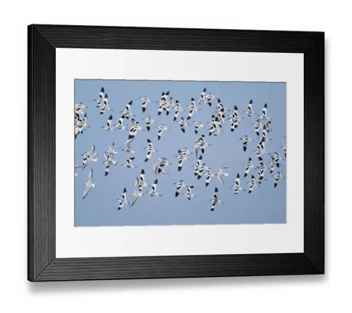 Framed Print : Avocet Recurvirostra avosetta flock at Cley North Norfolk late autumn Framed Print : Avocet Recurvirostra avosetta flock at Cley North Norfolk late autumn