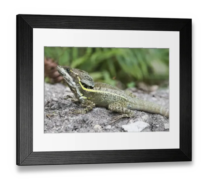 Framed Print : Common Basilisk Basiliscus basiliscus Peten Guatemala Framed Print : Common Basilisk Basiliscus basiliscus Peten Guatemala