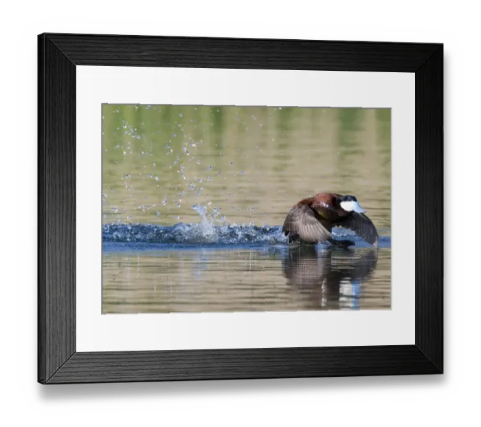 Framed Print : Ruddy Duck Oxyura jamaicensis male displaying on pool Cley Norfolk April Framed Print : Ruddy Duck Oxyura jamaicensis male displaying on pool Cley Norfolk April