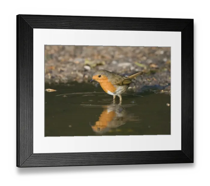 Framed Print : Robin Erithacus rubecula at puddle to drink Norfolk April Framed Print : Robin Erithacus rubecula at puddle to drink Norfolk April