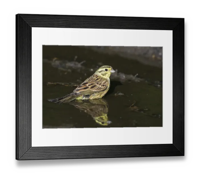 Framed Print : Yellowhammer Emberiza citrinella female bathing in puddle Norfolk spring Framed Print : Yellowhammer Emberiza citrinella female bathing in puddle Norfolk spring
