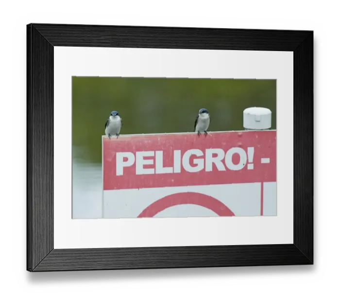 Framed Print : Mangrove Swallows Tachycineta a. albilinea Peten Guatemala March Framed Print : Mangrove Swallows Tachycineta a. albilinea Peten Guatemala March